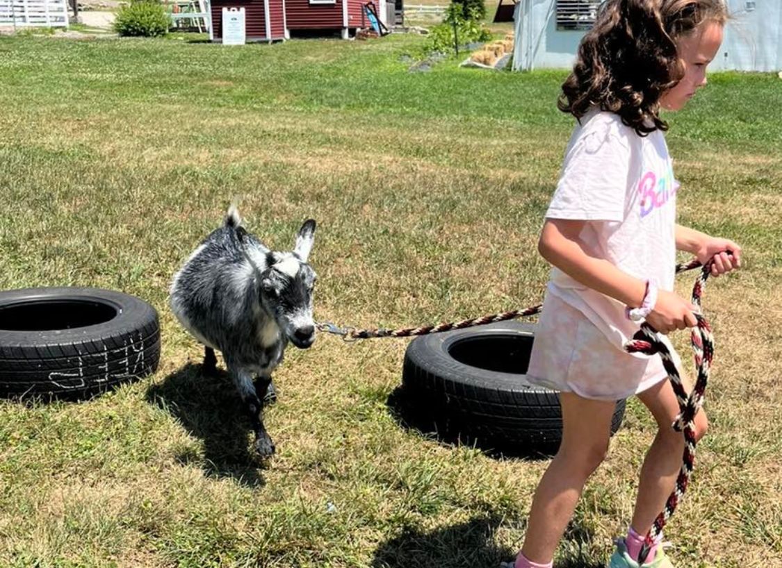 Summer Camp kids with Curly, an icelandic sheep