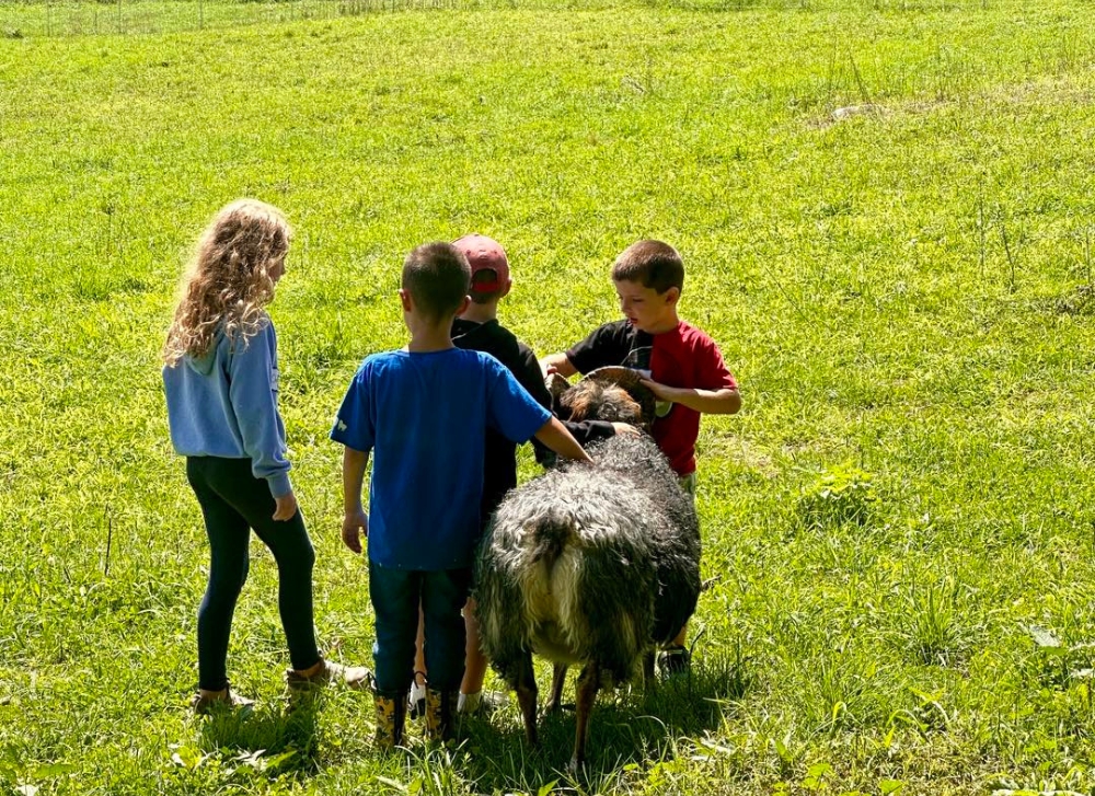 Summer Camp kids with Curly, an icelandic sheep