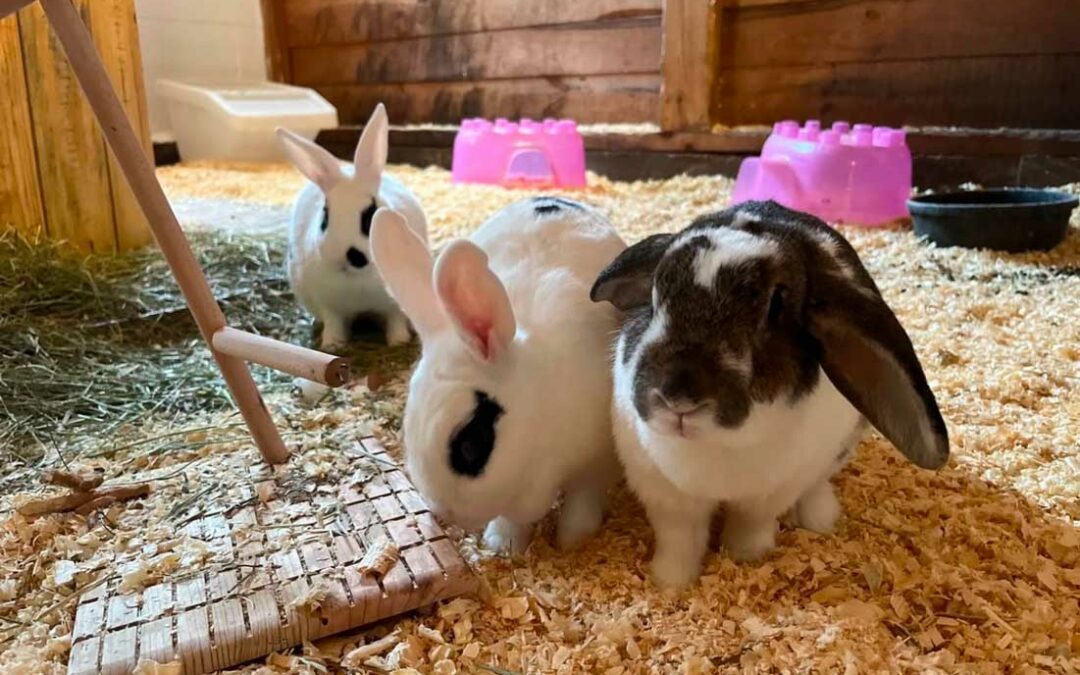So You Think You Want a Bunny?