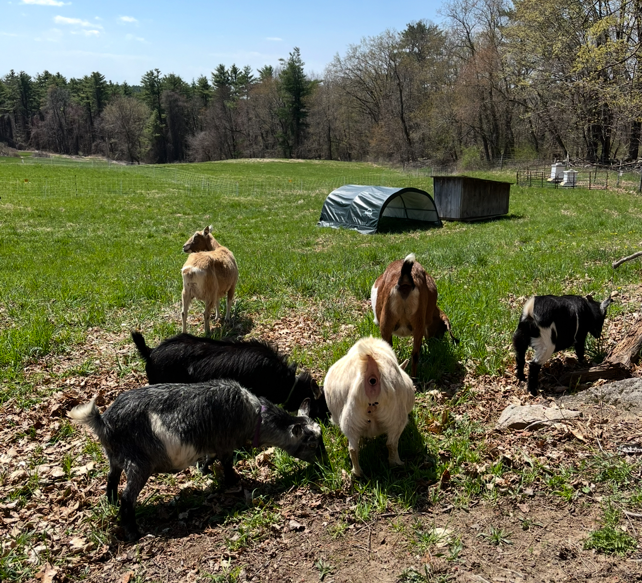 Goats Summer Home Dundee
