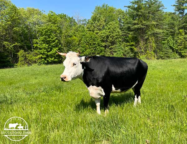 Mabel Photo of a cow named mabel in a pasture