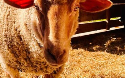 Wool You Believe Why We Shear Our Sheep?