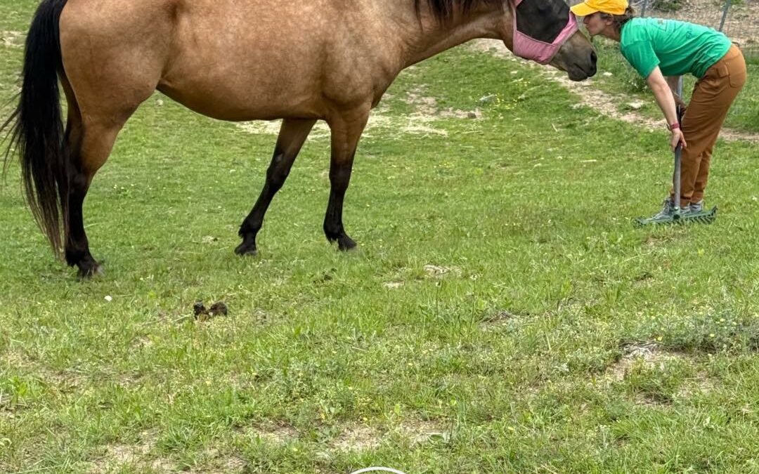 Hands-On Healing at the Farm: Caring for Our Senior Equines