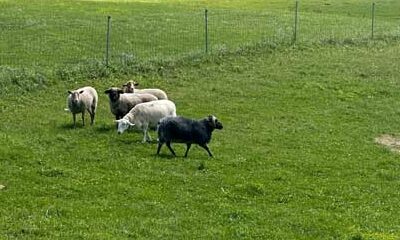Keeping the Farm Thriving For All
