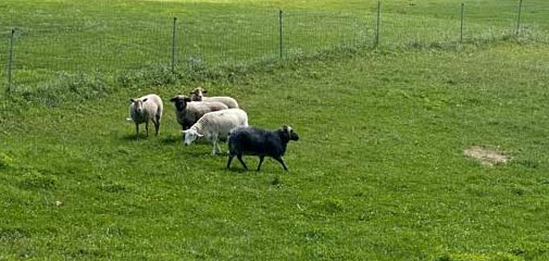 Keeping the Farm Thriving For All