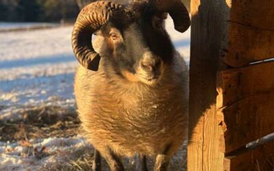 Curly’s Big Leap: From Lost to Loved
