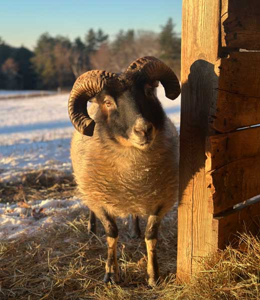 Curly-bright-eyed Curly the sheep and a volunteer