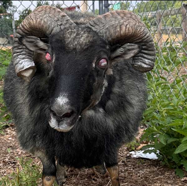 Curly's-first-day-red-eyes Curly the sheep and a volunteer