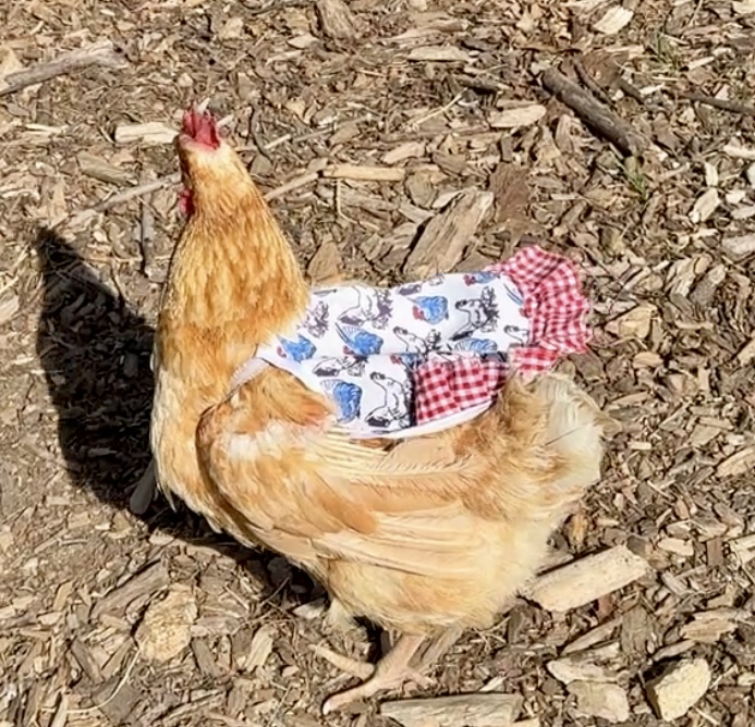 hen apron Dundee