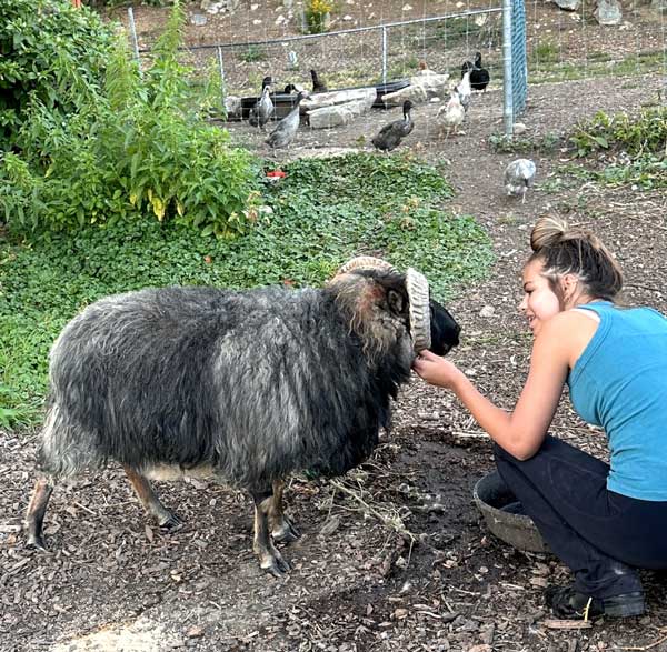 Curly the sheep and a volunteer