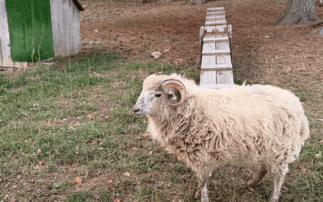 The new lambs at Joppa Hill Educational Farm