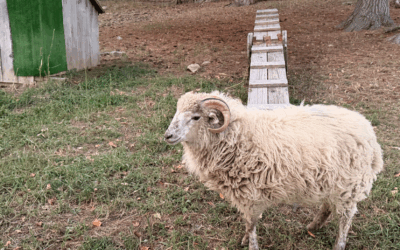 The new lambs at Joppa Hill Educational Farm