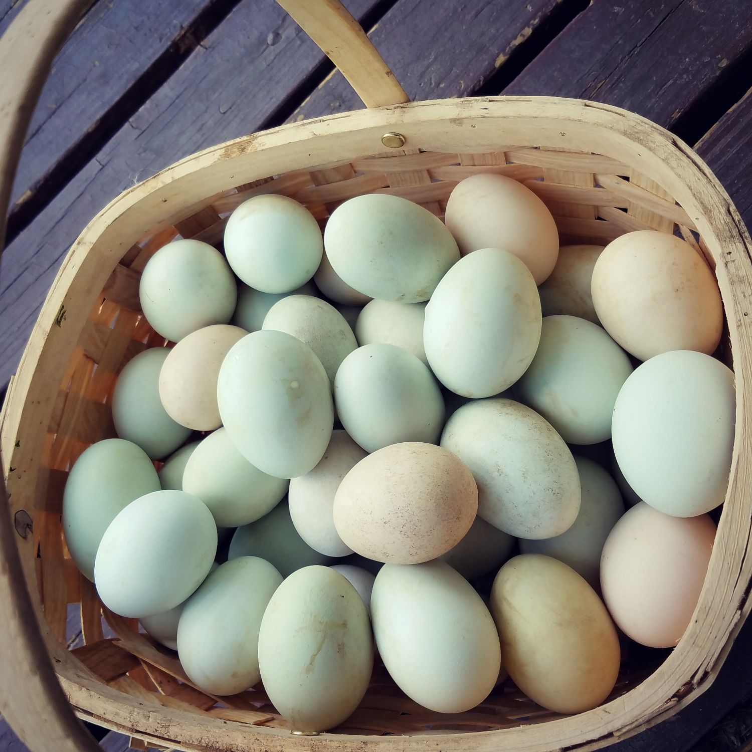 JHEF Eggs - Duck