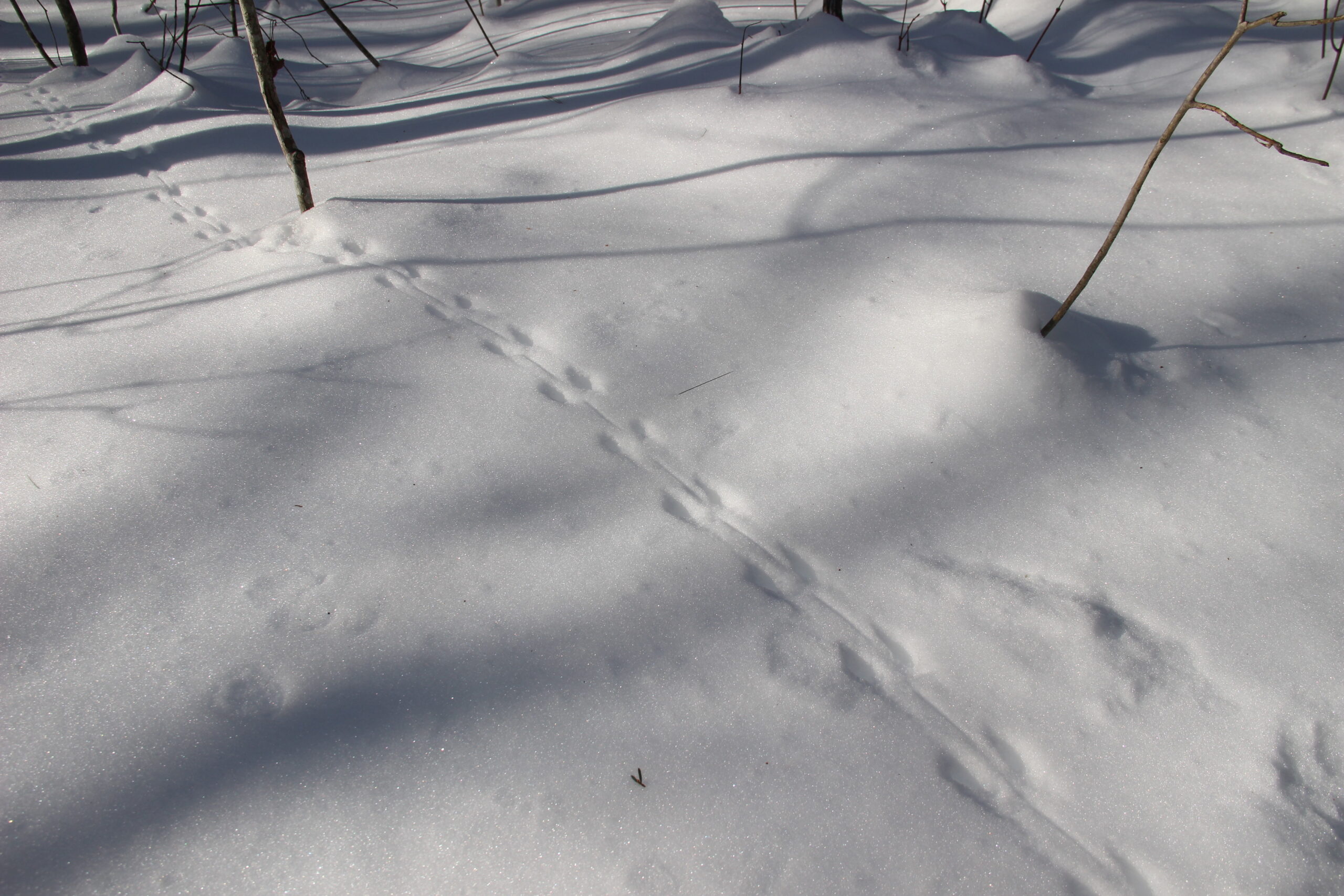 valentines-day-birdseed-hangers